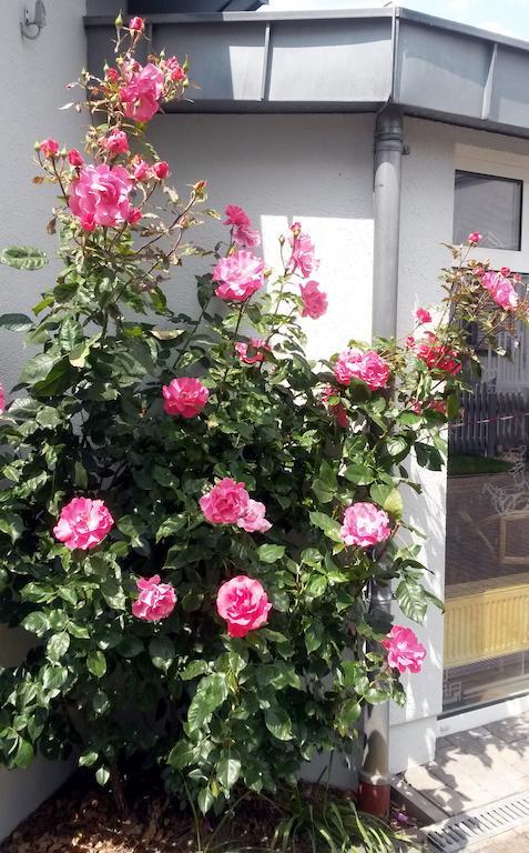 Hotel Ambiente Lich エクステリア 写真